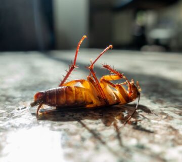 مكافحة حشرات بمكة