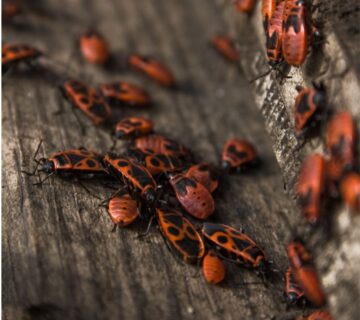 مكافحة حشرات بمكة