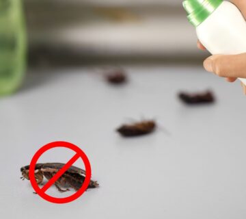 مكافحة حشرات بمكة